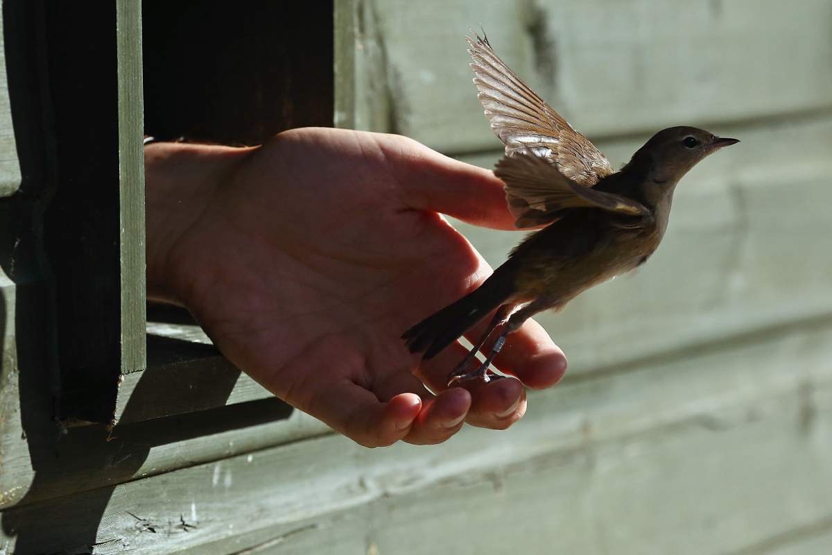 In photos: Birds are captured and recorded at one of the world’s ...