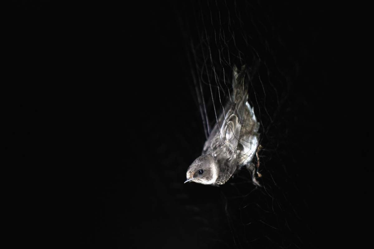 In photos: Birds are captured and recorded at one of the world’s ...