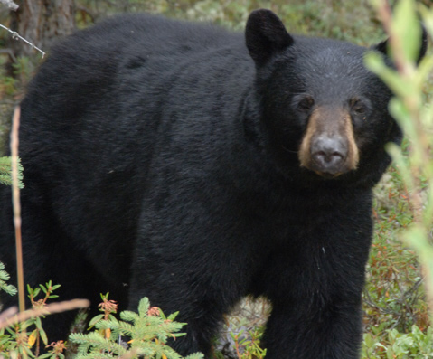 Officers received a call about the bears at the Lions Park around 11 a.m. The park was quickly evacuated.