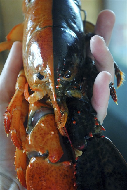 This Aug. 17, 2013 photo provided by Ship to Shore Lobster Co., shows a two-toned lobster caught by lobsterman Jeff Edwards in Owl's Head, Maine.