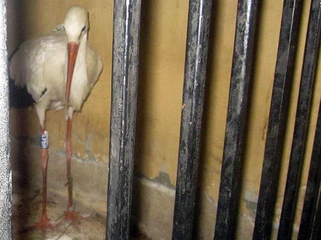 This migrating stork was held in a police station after a citizen suspected it of being a spy and brought it to the authorities in the Qena governorate, some 450 kilometers southeast of Cairo, Egypt. 