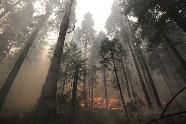 The Rim Fire burns through trees near Yosemite National Park, Calif., on Tuesday, Aug. 27, 2013.