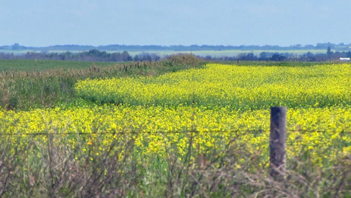 Statistics Canada says 2013 could be a record year for canola production in the country.