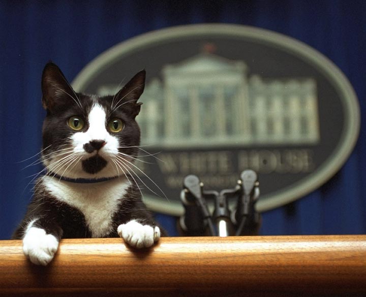 Bill Clinton's cat, Socks, peers over the podium in the White House briefing. 