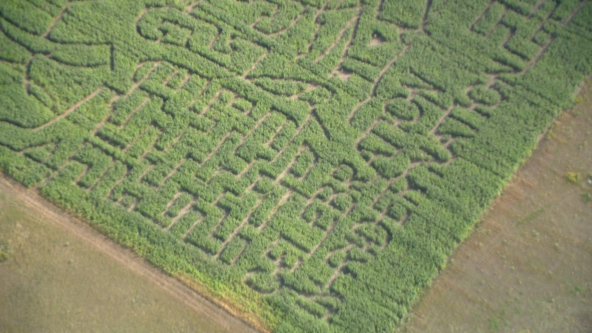 Rider Corn Maze 