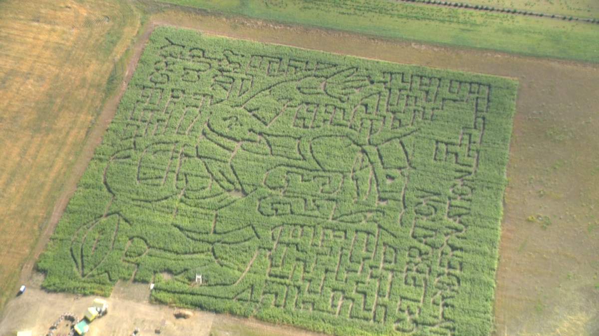 A corn maze near the town of Pilot Butte outside of Regina is getting in on that spirit, making ‘Celebration in Rider Nation’ its theme this year. 