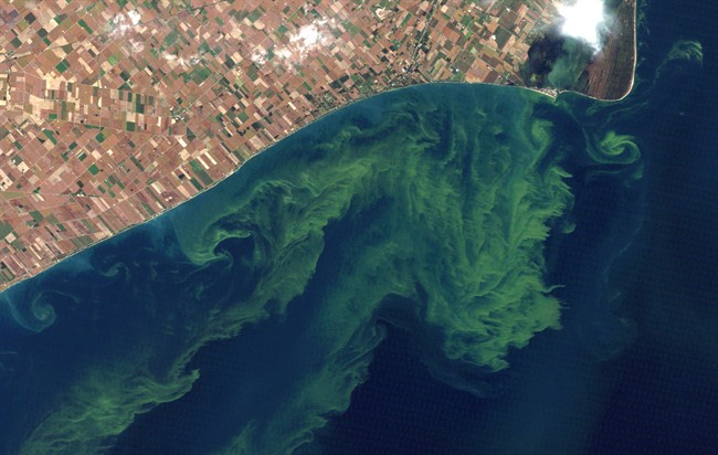 Satellite photo from a NASA website show algae blooms on Lake Erie in this Oct. 5, 2011, file photo. 