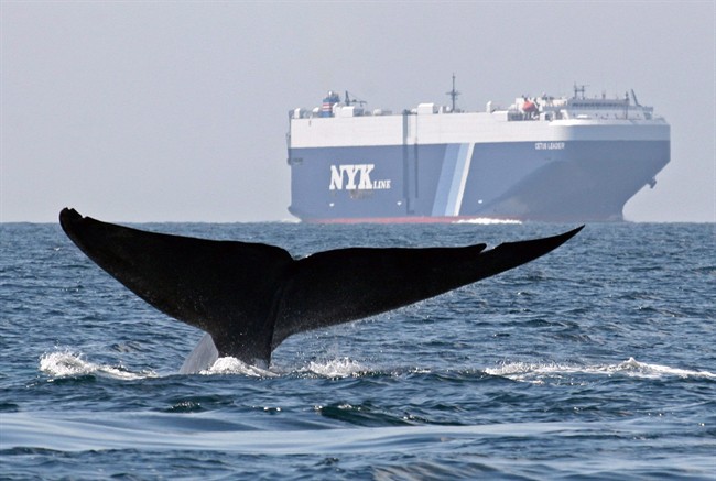 An international study published in the journal "Scientific Reports" says different whale species have different ways of protecting themselves from harmful ultraviolet rays from the sun ­ -- including tanning. 