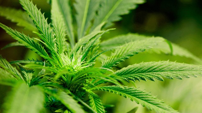 whitby grow up marijuana pot project mosquito crime