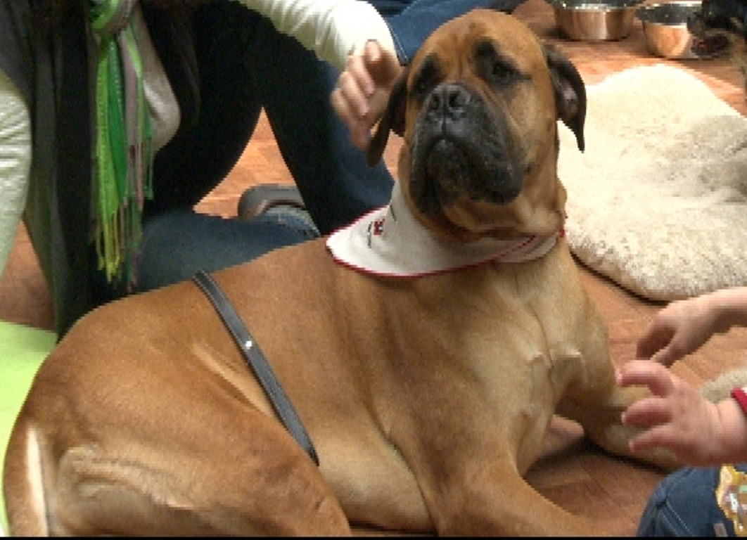 Responsible dog owners get treats - image