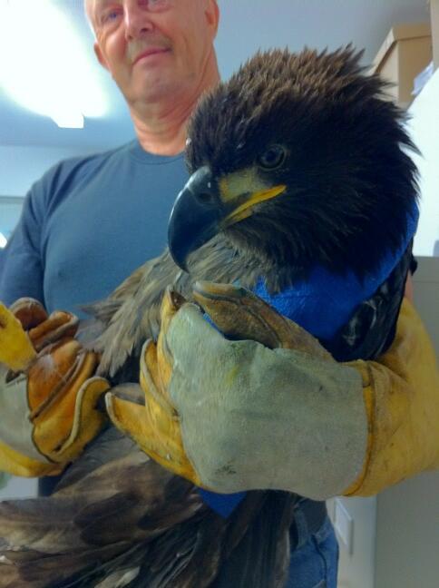 Dramatic rescue of impaled Bald Eagle by Orphaned Wildlife Rehab and BC Plant Health Care.