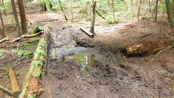 Fairy Fen on Bowen Island.