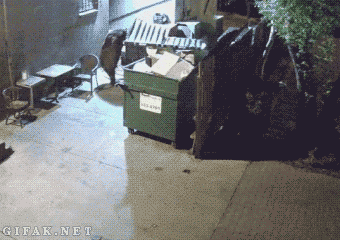 Bandit bear saunters off with restaurant’s entire dumpster - image
