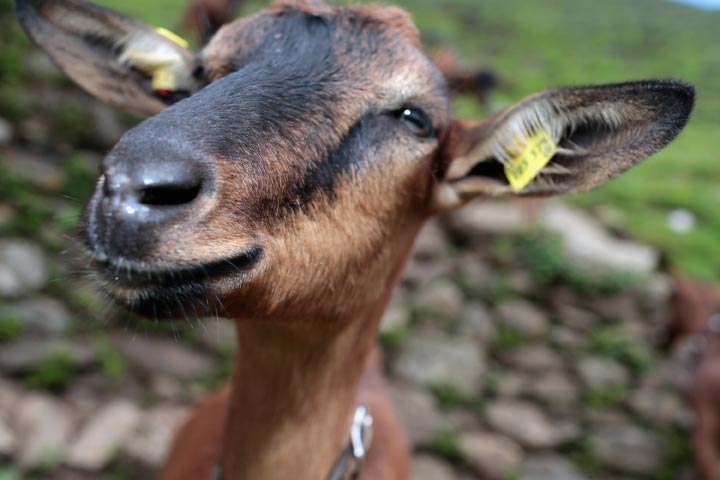 American Airlines is clamping down on what animals passengers bring onboard for emotional support, restricting goats, insects and a slew of other critters, the airline announced Monday.