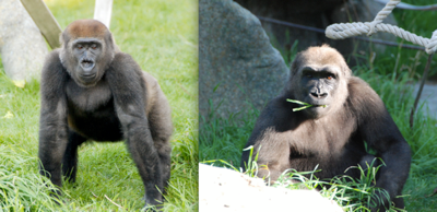 11-year-old brothers Shana and Zola arrived in Calgary back in 2009. Courtesy of the Calgary Zoo. 