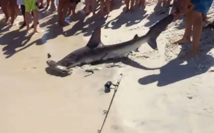 A fisherman pulled a two-metre long hammerhead shark onto a beach in Florida's St. Andrew State Park on Sunday.