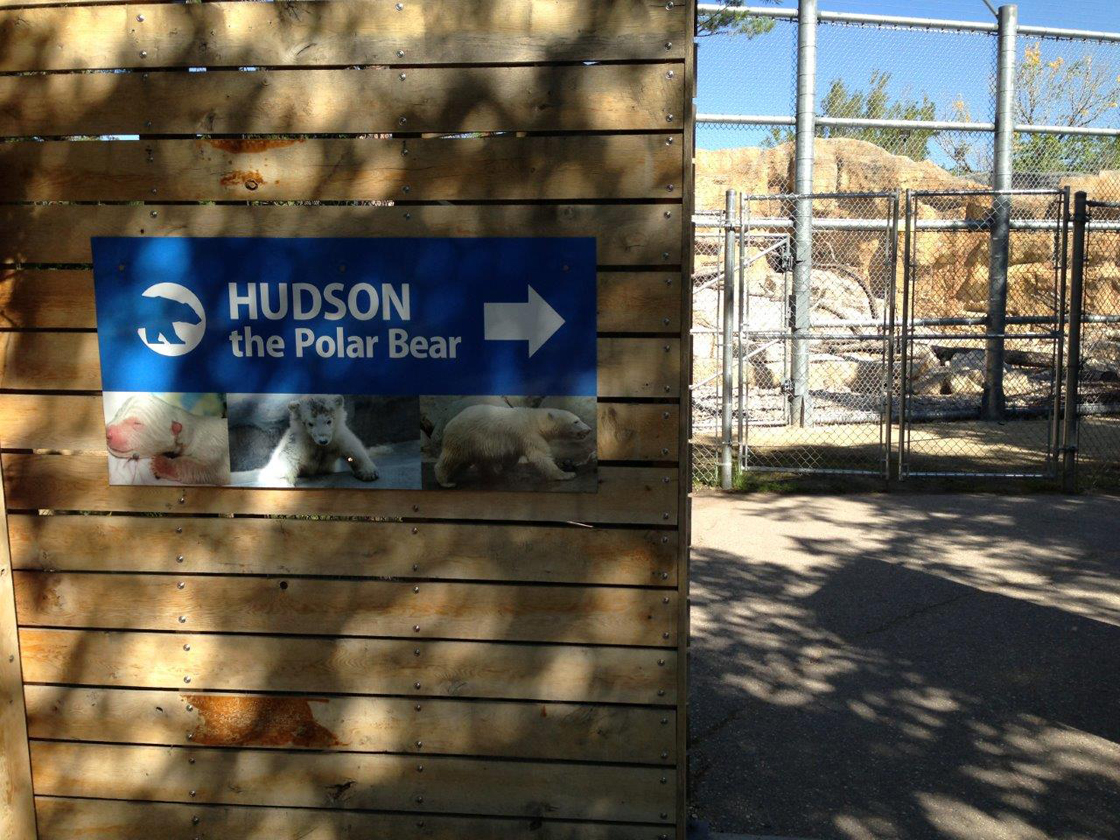 Hudson was the first future inhabitant of the Journey to Churchill exhibit to arrive at the Assiniboine Park Zoo.