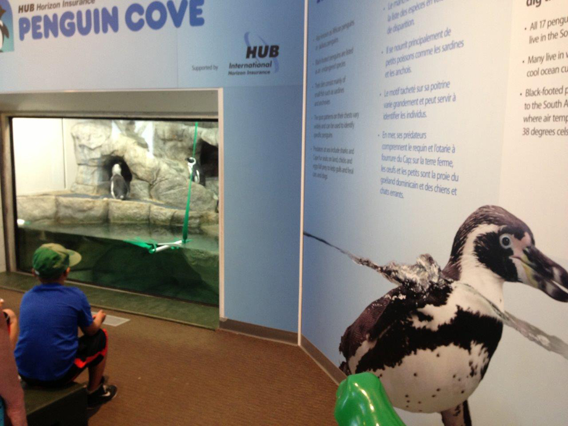 Penguin Cove is a temporary exhibit in the former gift shop that houses three African black-footed penguins on loan to the Assiniboine Park Zoo.
