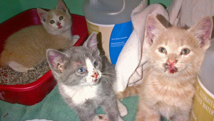 Kittens survive after being thrown out of moving truck | Globalnews.ca