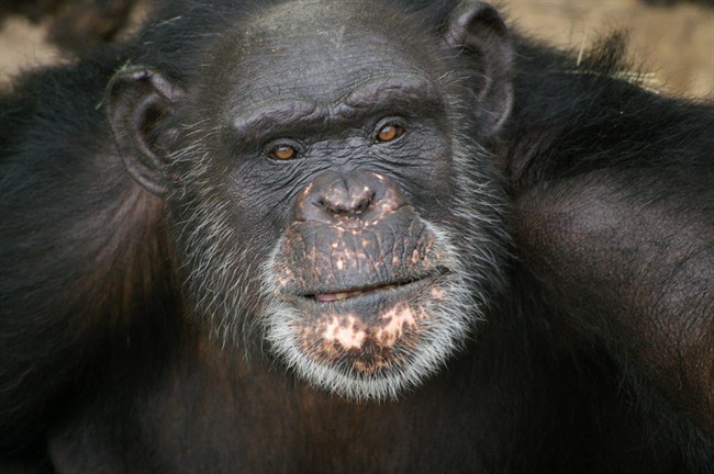 U.S. chimp wins 1st prize in art contest - image