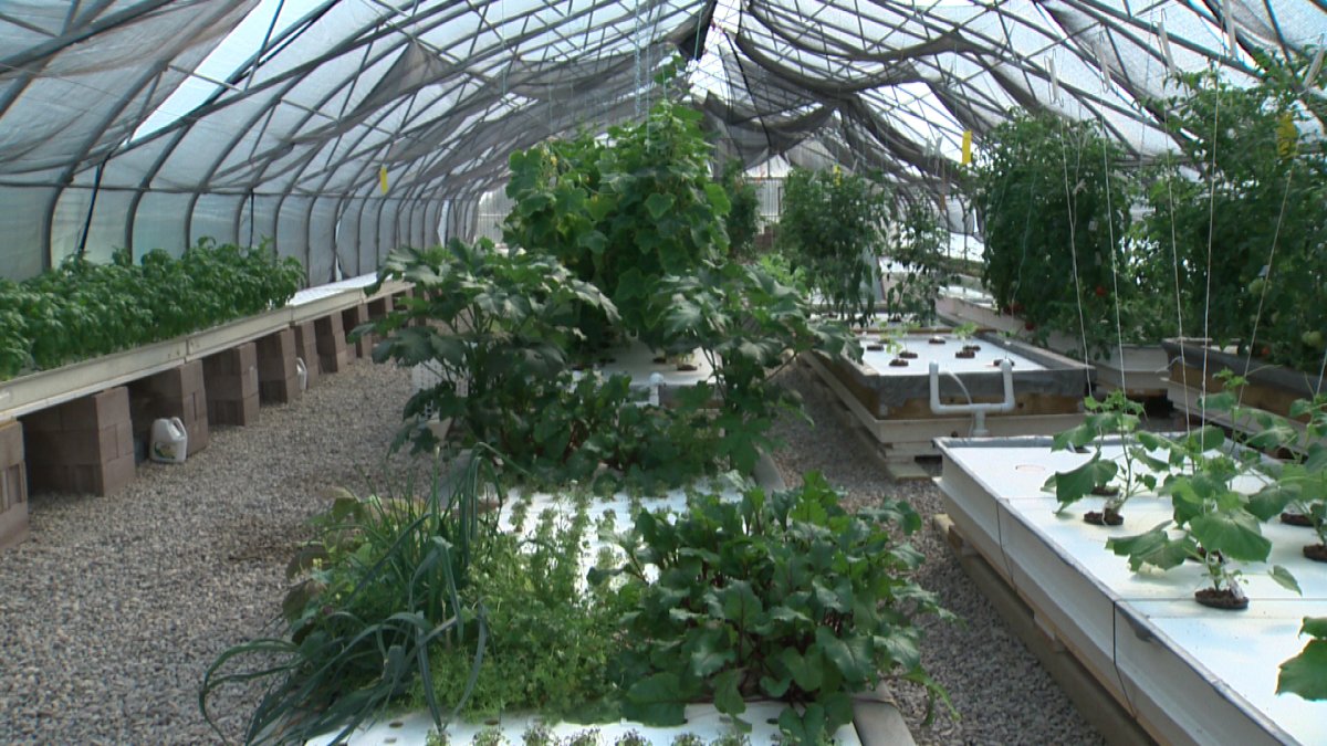 College developing aquaponic agriculture - image