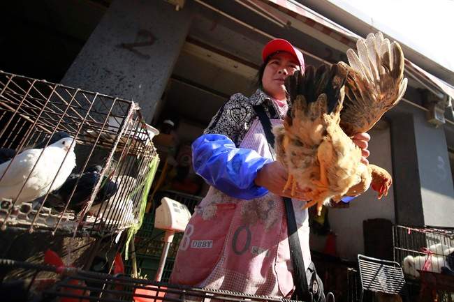 FILE - A vender holds a chicken at a chicken whole sale market in this Tuesday April 2, 2013 file photo in Shanghai, China. Chinese scientists have found the strongest evidence yet that a new bird flu strain is sometimes able to spread from person to person, but they are emphasizing that the virus still does not transmit easily. 