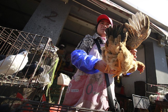 FILE - A vender holds a chicken at a chicken whole sale market in this Tuesday April 2, 2013 file photo in Shanghai, China. Chinese scientists have found the strongest evidence yet that a new bird flu strain is sometimes able to spread from person to person, but they are emphasizing that the virus still does not transmit easily. 