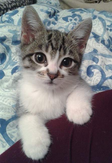 A newly created DNA database of British cats has helped convict David Hilder, who was convicted of manslaughter last month in Winchester, England, a British university said Wednesday Aug. 14, 2013, dramatically illustrating how even pets' genetic material can be a great help to forensic scientists. “This is the first time cat DNA has been used in a criminal trial in the UK,” said Jon Wetton, who led the project to create the cat DNA database.
