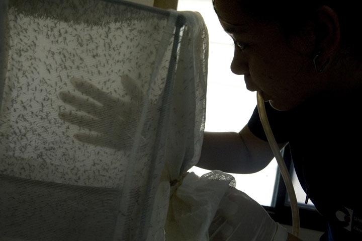 A scientist takes a sample of mosquitoes (Anopheles albimanus) in a laboratory at the Center for Scientific Research Caucaseco in the outskirts of Cali, Colombia, on April 25, 2012, during the World Day for the fight against malaria.