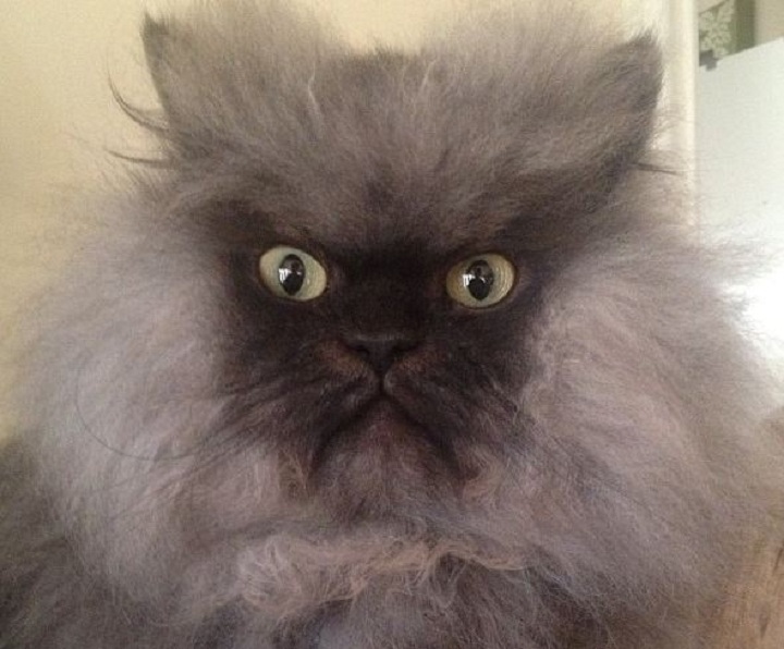 Los Angeles resident Colonel Meow has 9-inch record-setting fur. 