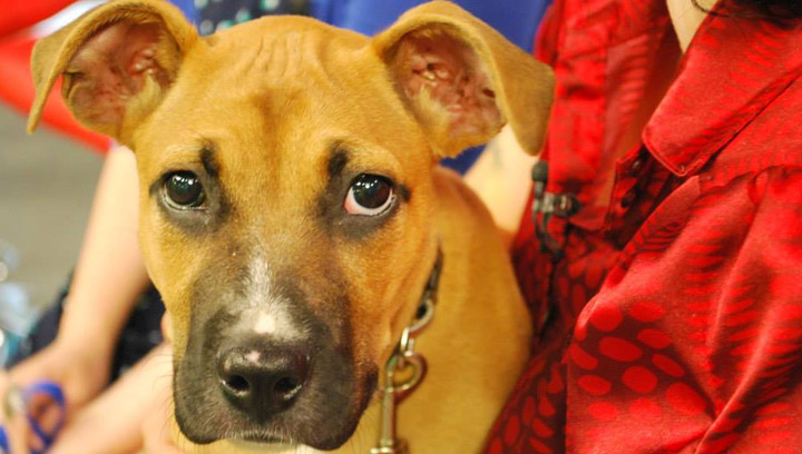 The Saskatoon SPCA has two puppies looking for new homes in Adopt a Pet.