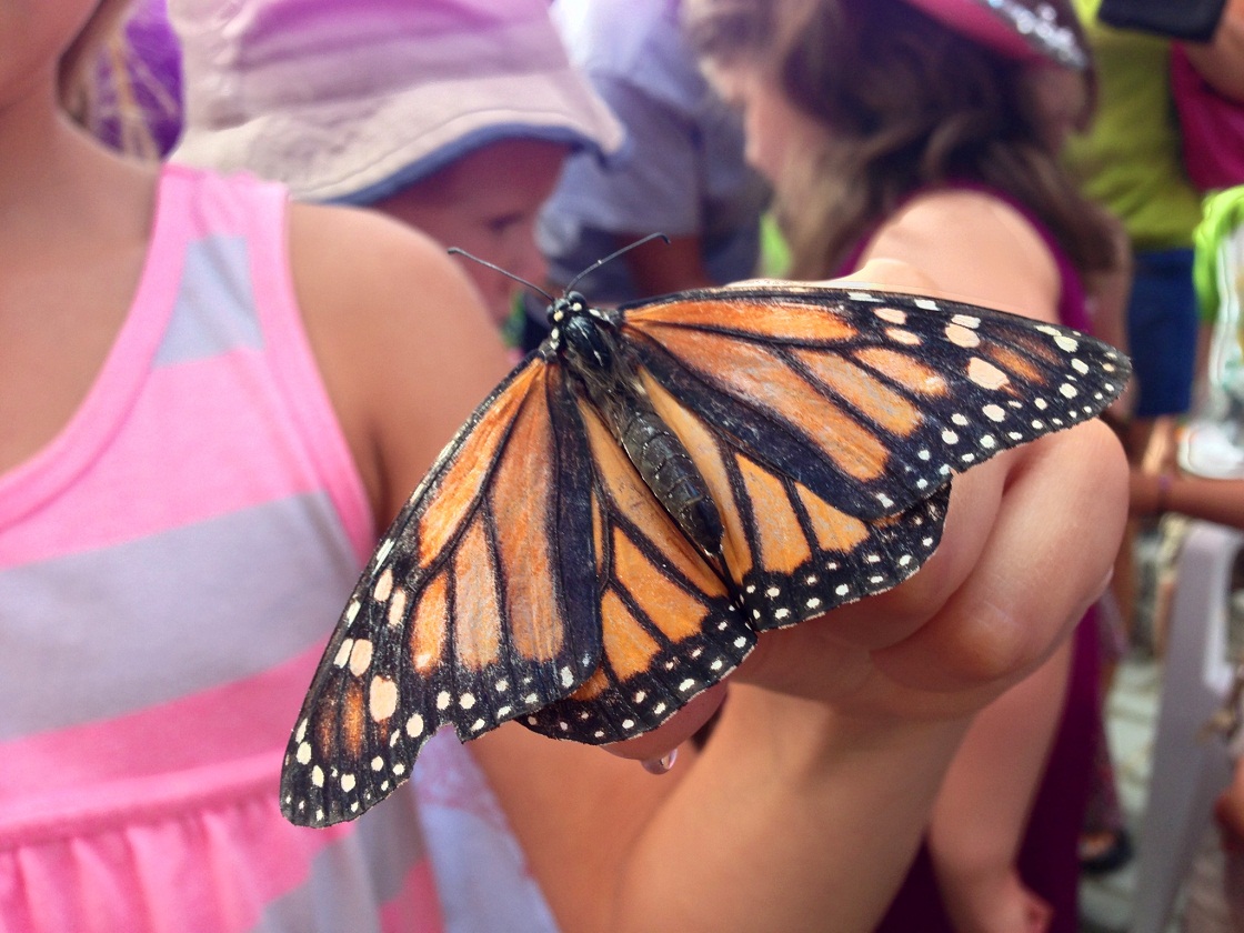 A monarch butterfly is released at the Assiniboine Park Zoo in 2013.
