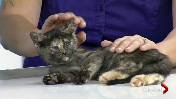 Two kittens at the Saskatoon SPCA are looking for new homes.