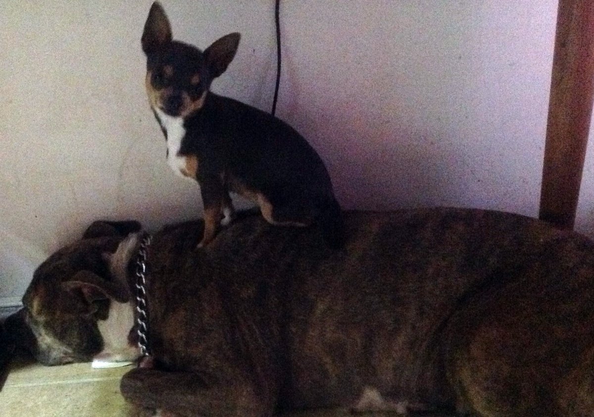 Five-pound Chihuahua Meanna was snatched by a coyote from Maple Ridge Friday.