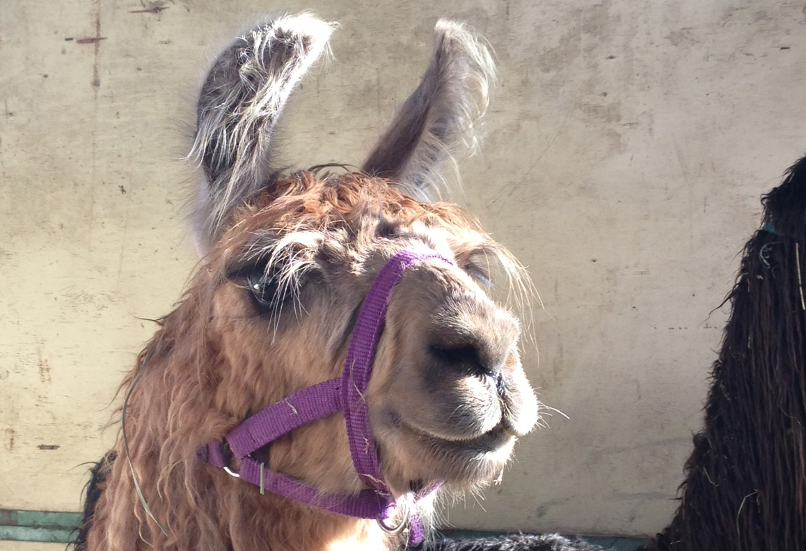 "My llama is sick," is one of the many excuses employees used this year to get out of work, according to a new survey.