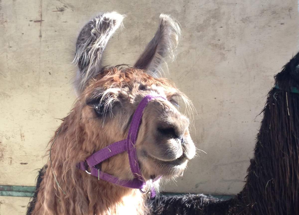 A llama lounges in the Big Red Barn at the PNE. 