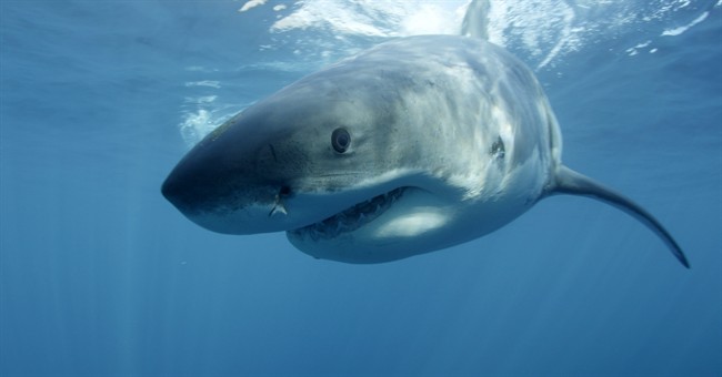 This undated image shows a great white shark near Guadalupe Island off the coast of Mexico.