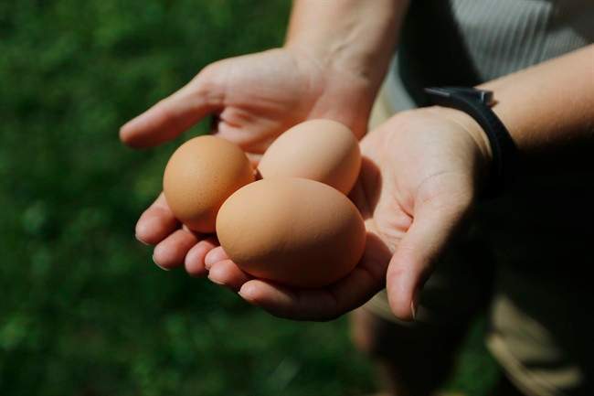 Police in Lindsay, Ont., are investigating the theft of eight chickens from a residence on July 27, 2022.