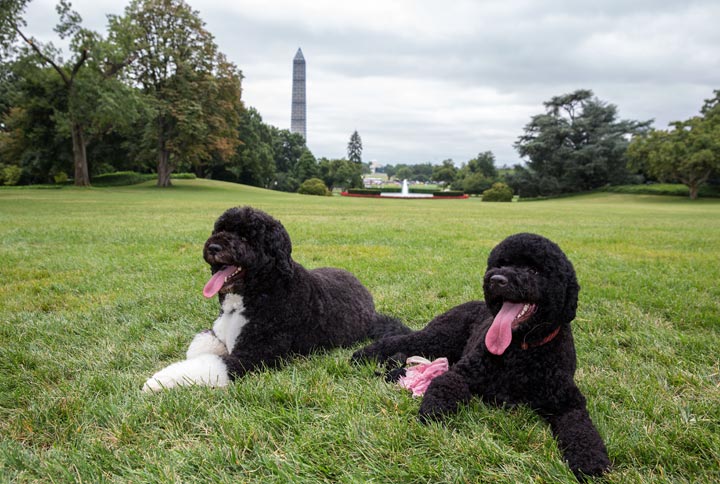 In this handout provided by the White House, Bo (L) and Sunny, the Obama family dogs, on the South Lawn of the White House on August 19, 2013 in Washington, D.C. Sunny arrived at the White House from Michigan. She was born June 2012. 