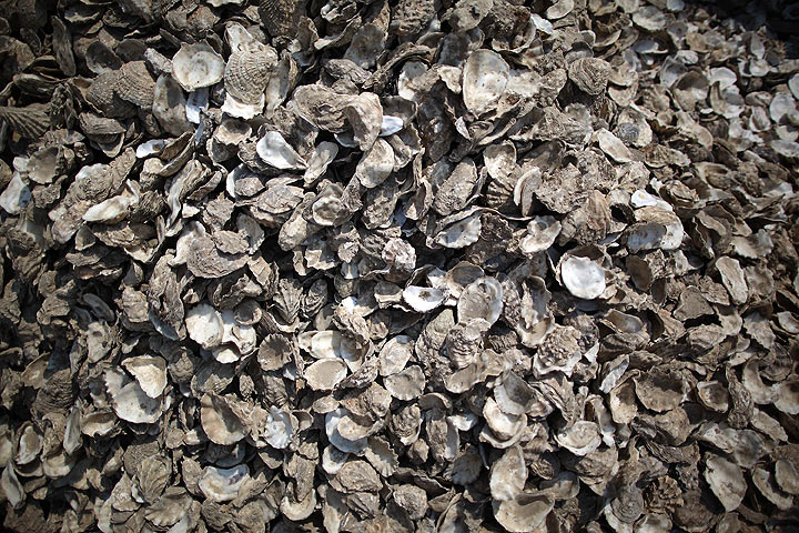CFIA recalls shellfish harvested in BC