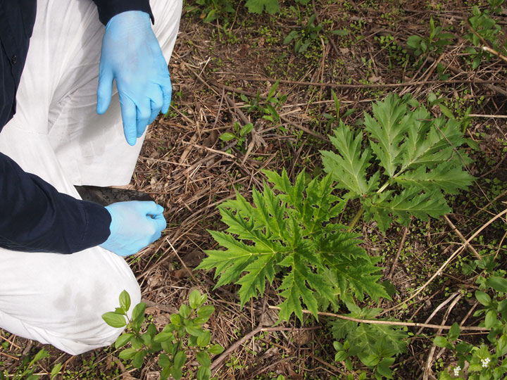 Though it may be easy to spot giant hogweed once it reaches full growth, the younger shoots may be a bit more difficult. (Courtesy of Danielle Tassie/Ontario Invasive Plant Council)