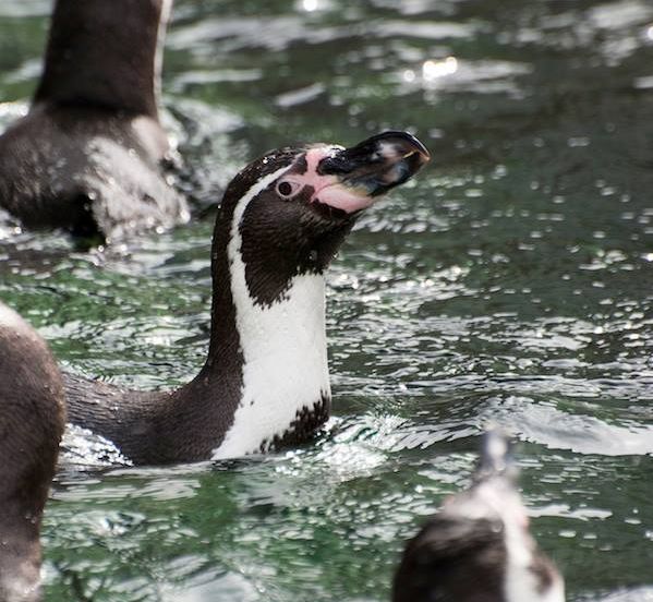 Guillermo, a Humboldt penguin, arrived in Calgary in December 2011 from a zoo in New York.