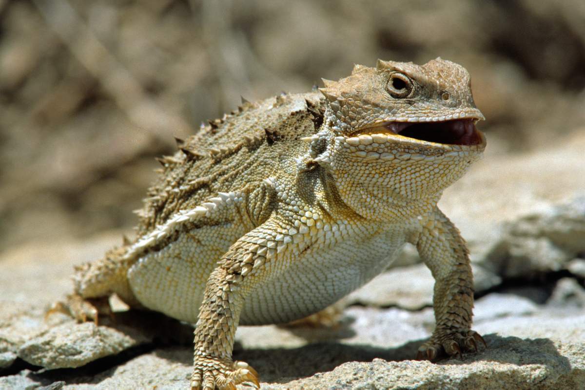 Federal authorities say a New York woman who admitted smuggling turtles and reptiles into Canada from the U.S. has been sentenced to 18 months in jail.