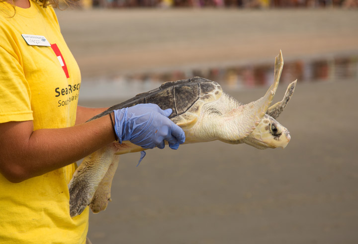 A marine biologist from the South Carolina Aquarium Turtle Rescue Hospital carries a rescued Green Sea Turtle past waiting crowds for release in the Atlantic Ocean on July 31, 2013 in Isle of Palms, South Carolina.