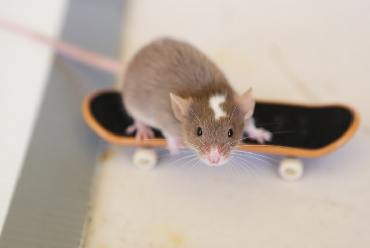 As the temperatures outside drops, mice are looking for a warm place to call home.