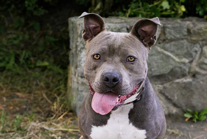 A one-year-old pit bull named Skylar has been rescued.
