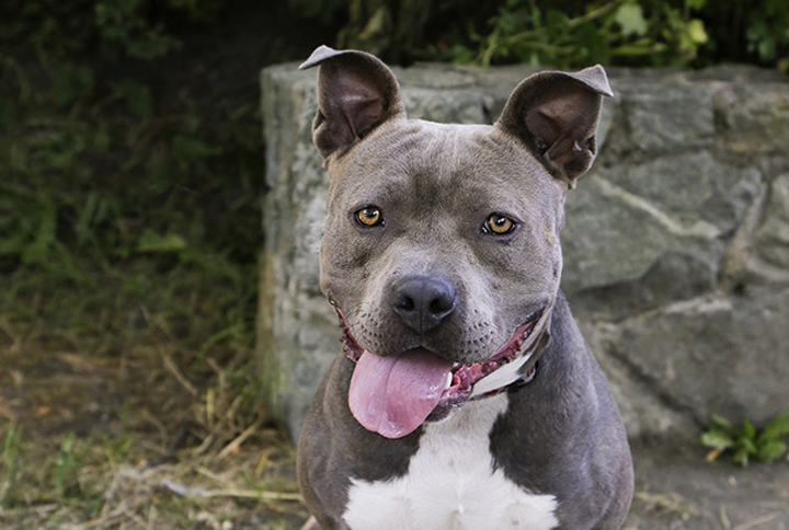 A one-year-old pit bull named Skylar has been rescued after allegedly being badly neglected by her Esquimalt owner. 