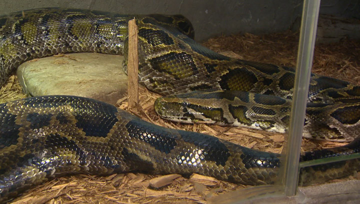 A horrific snake attack in New Brunswick has Saskatchewan looking at its exotic pet bylaws.