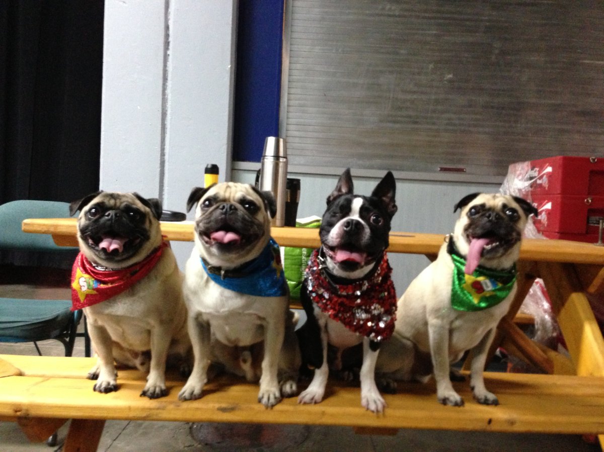 Snap, Crackle, Pop, and Bambam the Boston Terrier.
