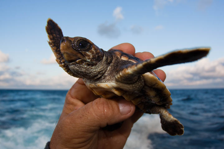 Cop Saves Sea Turtle Hatchlings At Florida Resort - National ...